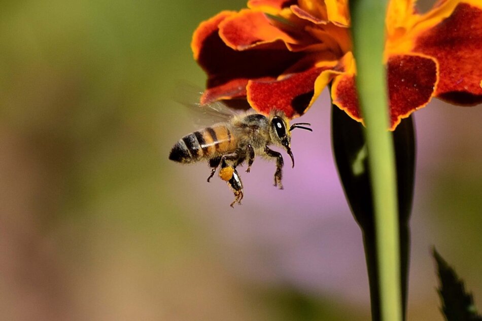 Wildbienen vor der eigenen Haustür Foto