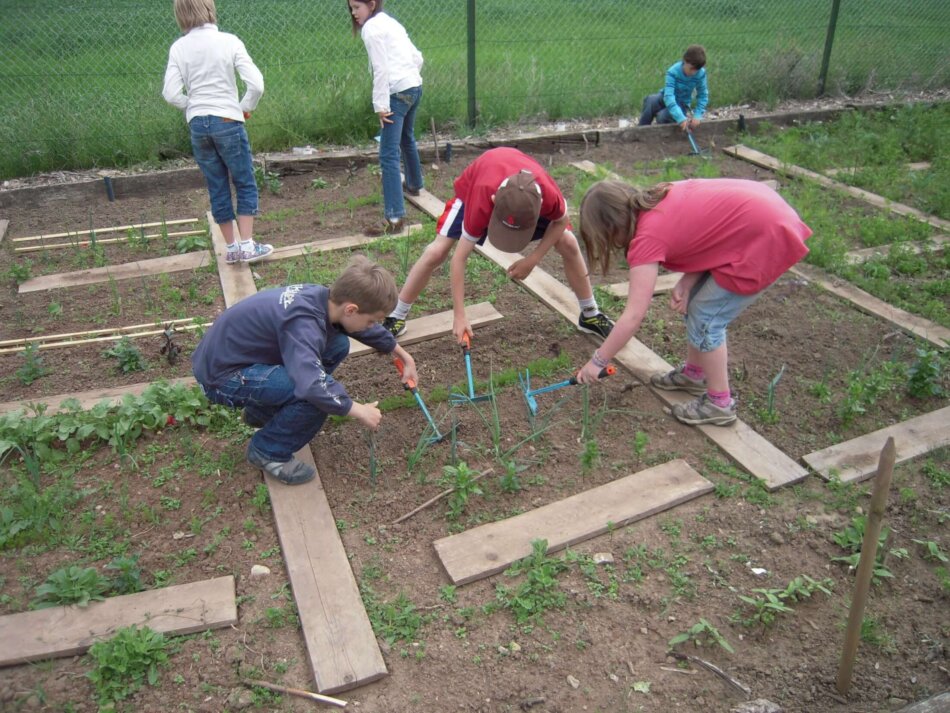 Schulgarten – mehr als nur Gemüse Foto